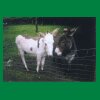 010_Tag1_beideEsel_Bunratty.jpg