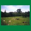 017_Tag1_Schafe_Bunratty.jpg