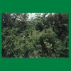 035_Tag2_Ballyroan_Fuchsien.jpg