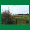044_Tag2_Ballyroan_Weide.jpg