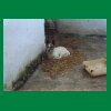 046_Tag2_Ballyroan_JackRussell.jpg