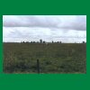 049_Tag2_Ballyroan_einsameKuh.jpg