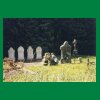 106_Tag5_Timahoe_Friedhof.jpg