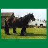 138_Tag7_Stradbally_Taffee.jpg